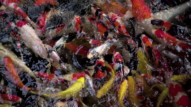 very beautiful and very big massive koi carp fishes in the garden pond for the fengshui and relaxing