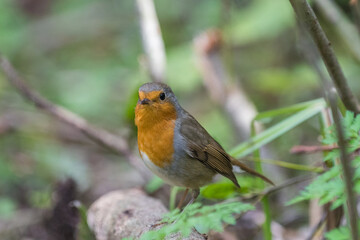 robin on a branch