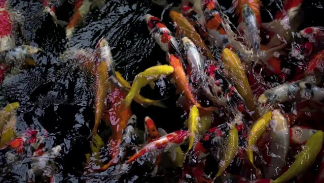 very beautiful and very big massive koi carp fishes in the garden pond for the fengshui and relaxing