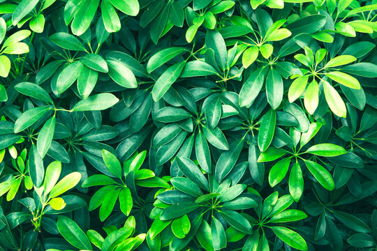 Tropical green leaves of clover on dark background, nature summer forest plant concept. © Gan