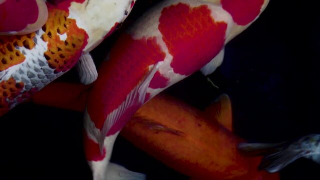 very beautiful and very big massive koi carp fishes in the garden pond for the fengshui and relaxing