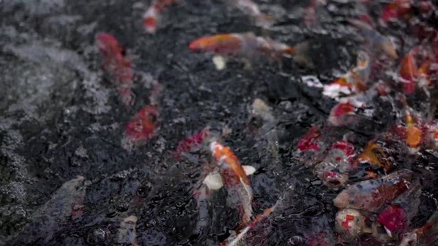 very beautiful and very big massive koi carp fishes in the garden pond for the fengshui and relaxing