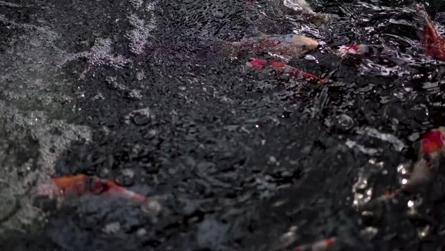 very beautiful and very big massive koi carp fishes in the garden pond for the fengshui and relaxing