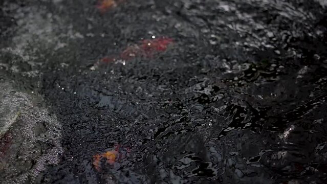 very beautiful and very big massive koi carp fishes in the garden pond for the fengshui and relaxing