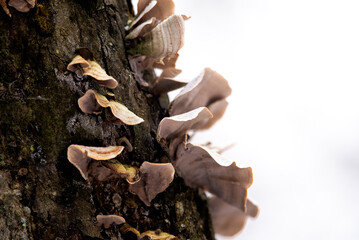 Conks holding tightly and interconnected to a tree.