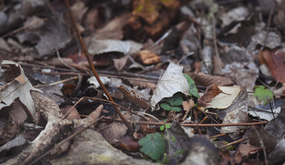 new growth coming up underneath the old fallen leaves