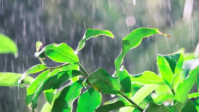 A Footage Of Morning Rain In Daintree Rainforest National Park, Queensland, Australia