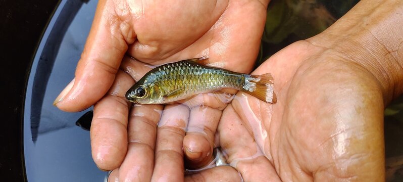 Barbodes binotatus is an endemic fish typical of Asia, this fish lives a lot in rivers with moderate to heavy flow. Barbodes binotatus in hand. Top view
