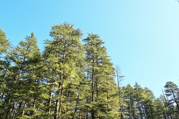 Beautiful tall cedar trees or deodar forest.