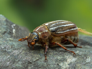 P8100364 female ten-lined June beetle, Polyphylla decemlineata, cECP 2022