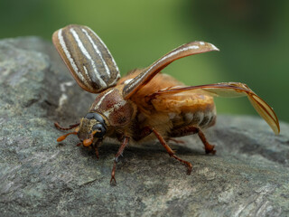 P8100365 sideview of female ten-lined June beetle, Polyphylla decemlineata, preparing to fly. cECP 2022