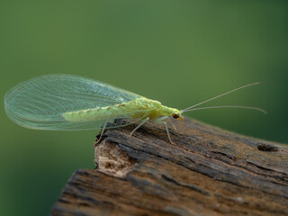 PC050632 green lacewing on wood, cECP 2022