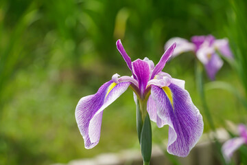 薄紫の花菖蒲