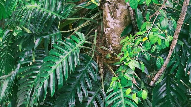 A slowmotion video of beautiful Daintree rainforest, and Epipremnum Pinnatum, Queensland, Australia
