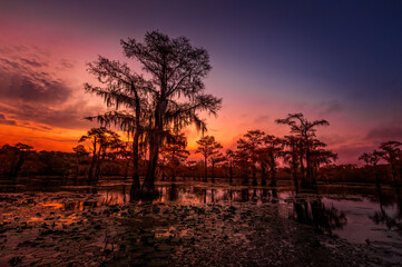 The magical and fairytale like landscape of the Caddo Lakeat sunset, Texas - 554595686
