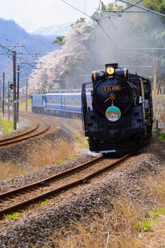 桜をバックに走るD51 498