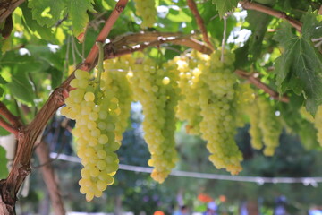 branch of grapes