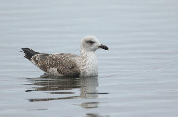 A Lesser black-backed Gull, Larus fuscus, swimming on a lake on a cold winters day.
