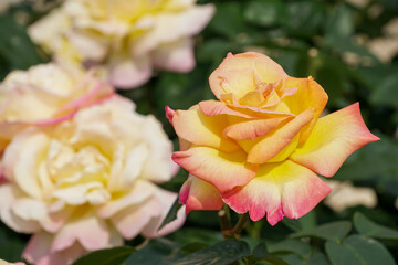 ピンクと黄色のバラ