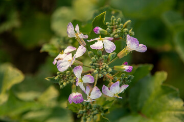 Raphanus raphanistrum flowers.Plant is also known as wild radish, white charlock or jointed charlock .