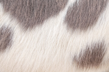 Horse fur texture or animal hair white light brown background