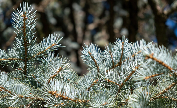 Fir tree branch close up, spruce needle, evergreen coniferous plant.