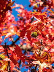 Autumn leaves, Fall season flora background. Red maple leaf close up