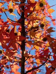 Autumn leaves, Fall season flora background. Red maple leaf close up