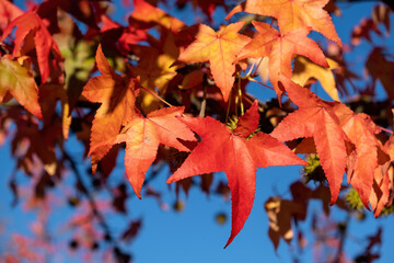 Autumn leaves, Fall season flora background. Red maple leaf close up
