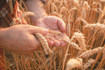 Fototapeta na wymiar Farmer check the quality of wheat grain on the spikelets on the field. Man touches the ears of wheat to ensure the crop is in good condition. Agricultural business, harvest concept background.
