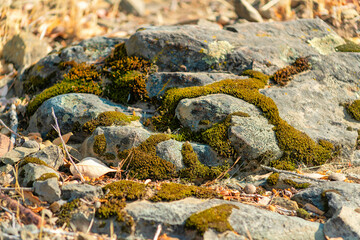 green and yellow moss on rocks in sun