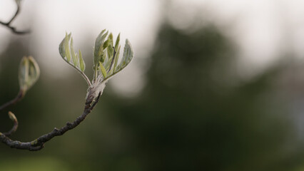 young buds on branch in spring