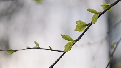 young buds on branch in spring