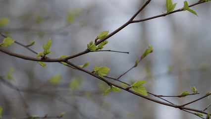 young buds on branch in spring