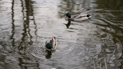 duck swimming in cold spring water