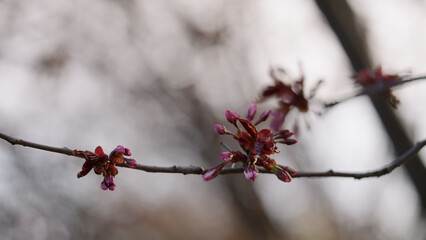 Obraz premium first sakura buds in early spring