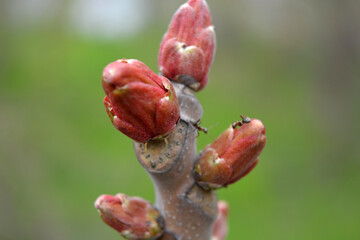 Spring, the large pink, red puffed buds of a blossoming outdoor tree that grows in the garden.