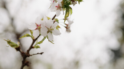 Obraz premium background of white cherry blossom