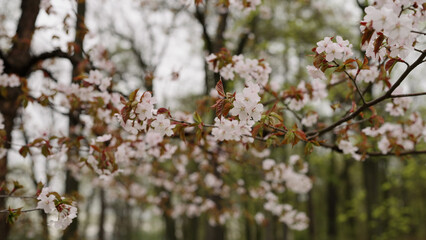 background of white cherry blossom