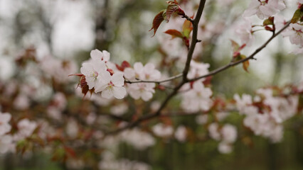 background of pink cherry blossom