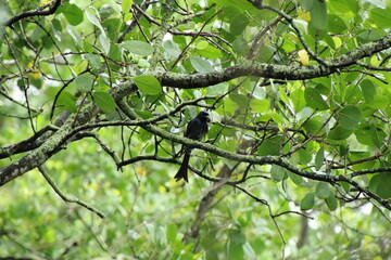 Crow Billed Drongo up on the tree tops under the sun