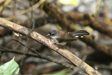 Malayan Pied Fan tail bird on the tree tops