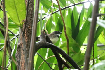 Malayan Pied Fan tail bird on the tree tops