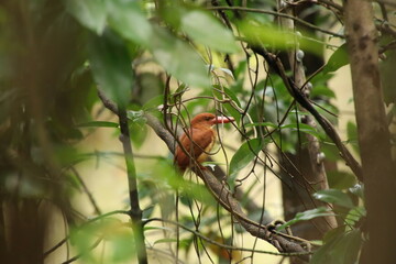 Ruddy kingfisher on a tree branch in a mangrove