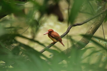 Ruddy kingfisher on a tree branch in a mangrove