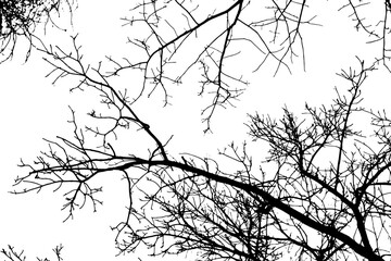 Tree branch silhouette on transparent background