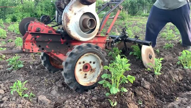 A farmer hills potatoes with a motorized cultivator, a manual monoblock. The concept of gardening, growing vegetables, close-up. High quality FullHD footage