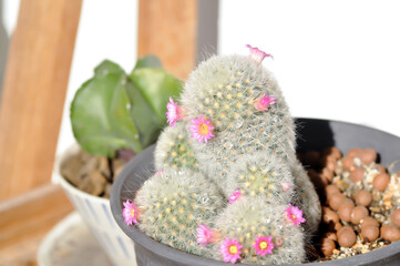 Mammillaria carmenae ,Mammillaria or cactus or succulent or Mammillaria carmenae with pink flower
