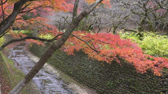 京都　北野天満宮　もみじ苑の紅葉