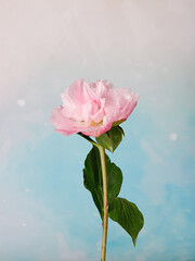 pink peony flower